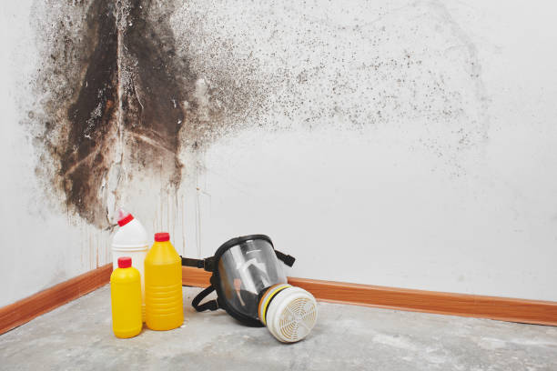 Best White Mold Remediation in Collinsvle, IL