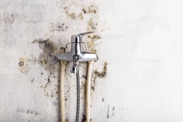 Best Black Mold Remediation in Collinsvle, IL