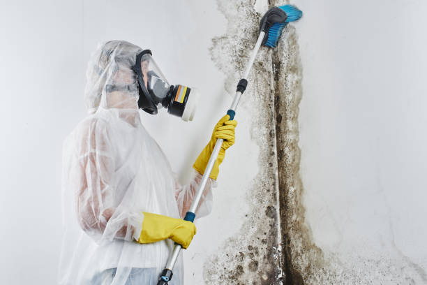 Best Basement Mold Remediation in Collinsvle, IL