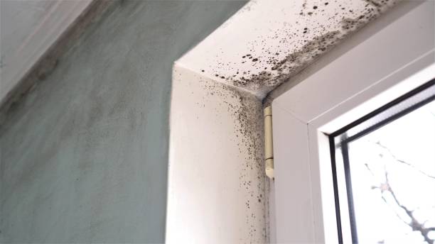 Best Industrial Mold Remediation in Collinsvle, IL