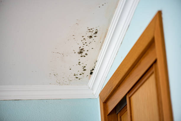 Best Health and Safety Mold Remediation in Collinsvle, IL