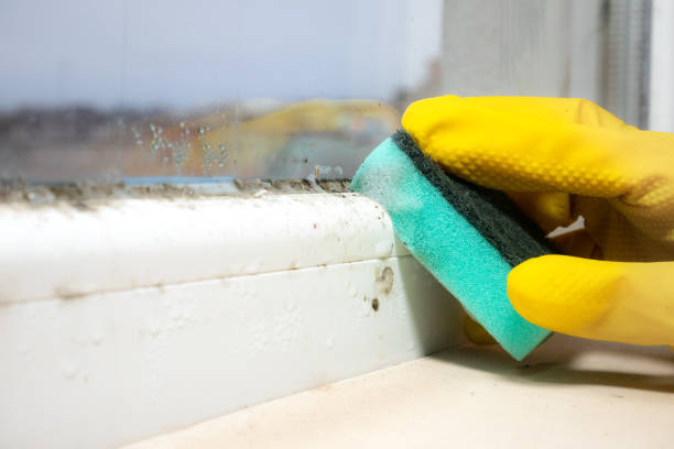 Best HVAC Mold Remediation in Collinsvle, IL