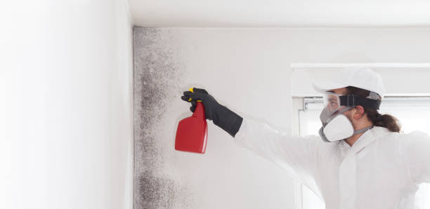 Best Crawl Space Mold Remediation in Collinsvle, IL