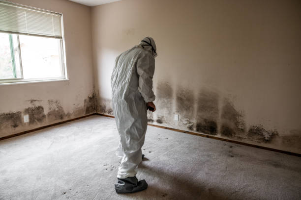 Best Insurance-Related Mold Remediation in Collinsvle, IL