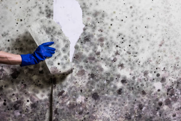 Best Bathroom Mold Remediation in Collinsvle, IL
