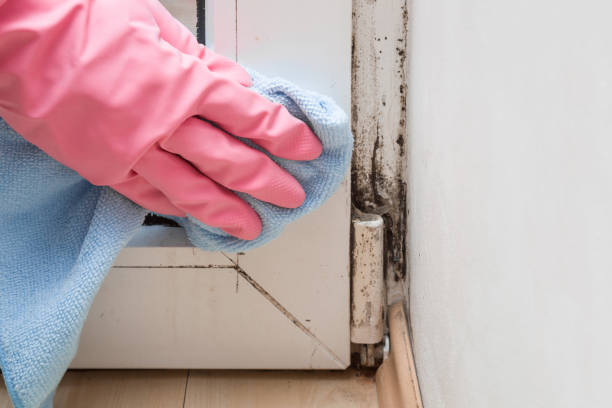 Best Preventive Mold Services in Collinsvle, IL